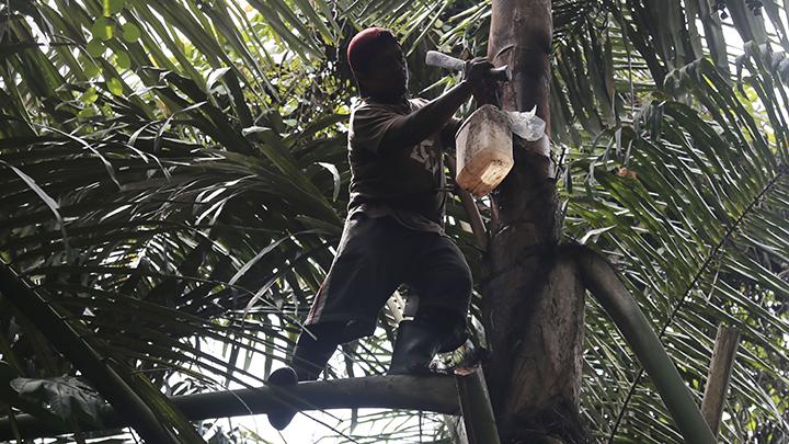 Pemerintah Rencanakan 2 Juta Hektar Lahan Pohon Aren