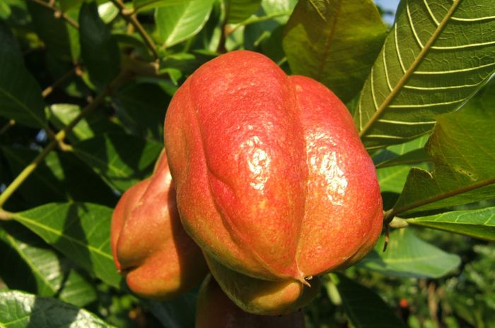 Manfaat Buah Ackee Untuk Kesehatan