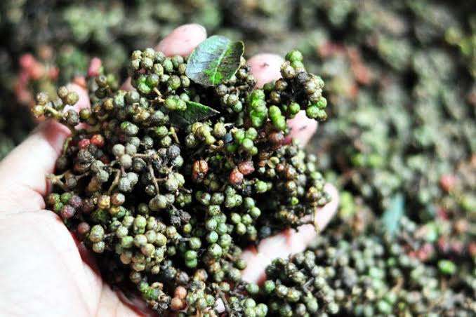 Andaliman, Rempah Dengan Potensi Ekspor Tinggi