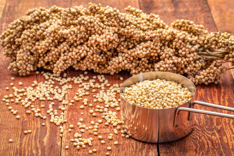 Manfaat Sorgum Yang Tidak Hanya Lezat, Namun Juga Sangat Menyehatkan