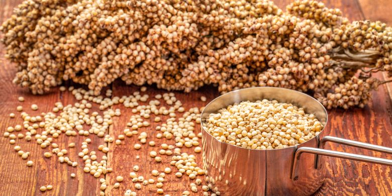 Karakter Sorgum Yang Belum Anda Ketahui