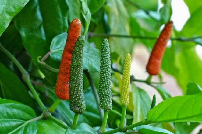 Cabe Puyang, Tanaman Rasa Merica Dengan Efek Hangat