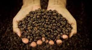 Karakteristik Kopi Flores