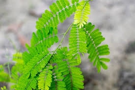 Manfaat Daun Saga Untuk Pengobatan Tradisional