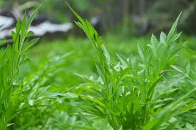 Manfaat Daun Kenikir Untuk Kesehatan