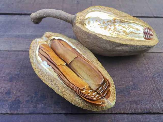 Manfaat Buah Mahoni Untuk Kesehatan