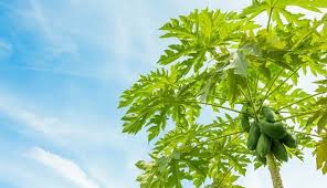 Manfaat Kesehatan Daun Pepaya