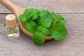 Spearmint, Tanaman Herbal Dengan Aroma Segar