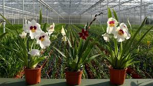 Inilah Berbagai Macam Bunga-Bunga Cantik Dari Indonesia