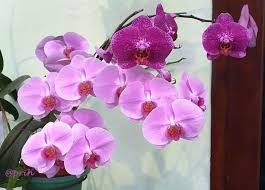 Bunga-Bunga Cantik Yang Dapat Anda Temukan Di Nusantara