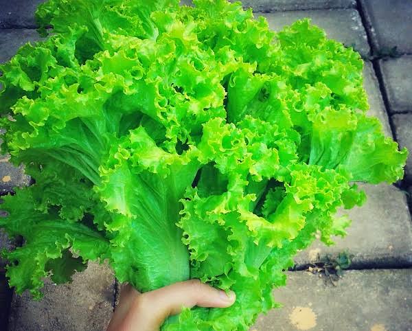 Andewi, Sayuran Hijau dengan Segudang Khasiat untuk Kesehatan