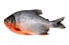 Inilah Dia Berbagai Macam Ikan Yang Dapat Anda Temukan Di Indonesia