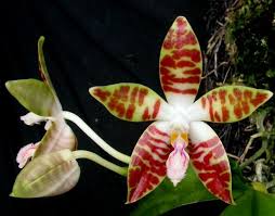 Berbagai Varian Bunga Anggrek Nusantara