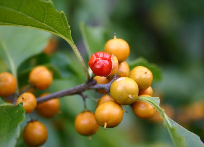 Awas Hati-Hati, Wild Berries Ini Dapat Membuat Anda Keracunan