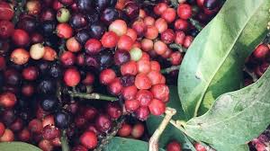 Buah-Buahan Ini Sangat Populer Di Bali