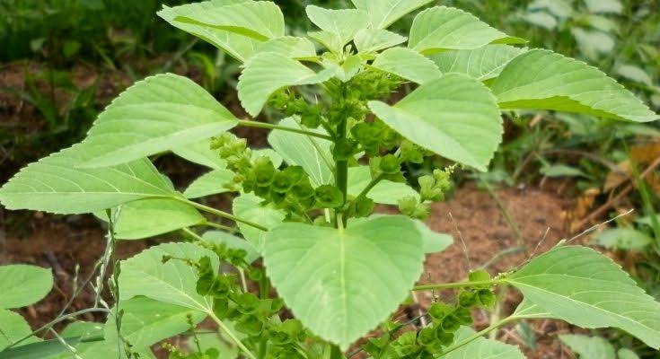 Tanaman-Tanaman Pencegah Virus