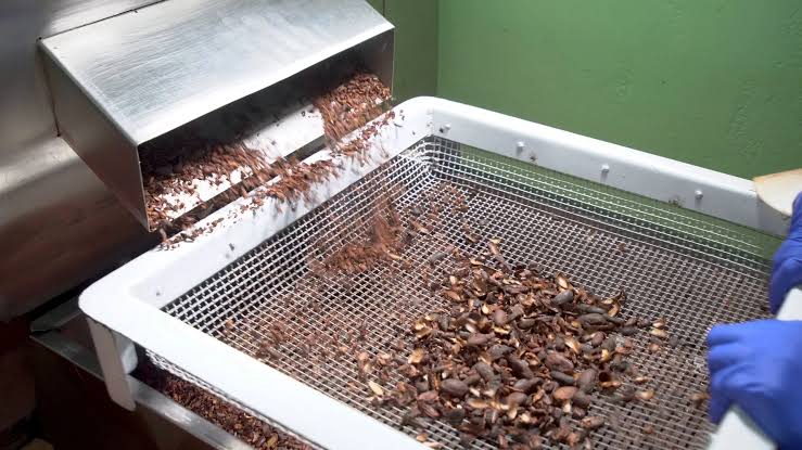 Pentingnya Proses Winnowing dalam Produksi Kakao