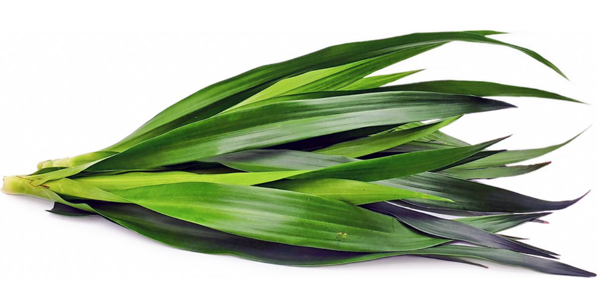 Manfaat Daun Suji Untuk Kesehatan