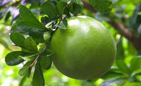 Manfaat Buah Berenuk, Buah Unik Khas Amerika Selatan