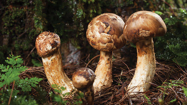 Manfaat Jamur Matsutake Untuk Kesehatan