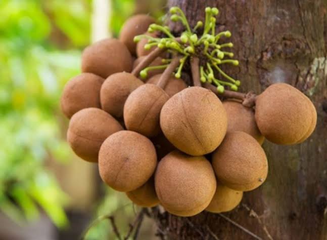 Khasiat Buah Kepel Untuk Tubuh Anda