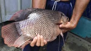 Ikan-Ikan Air Tawar Yang Dapat Anda Temukan Di Nusantara