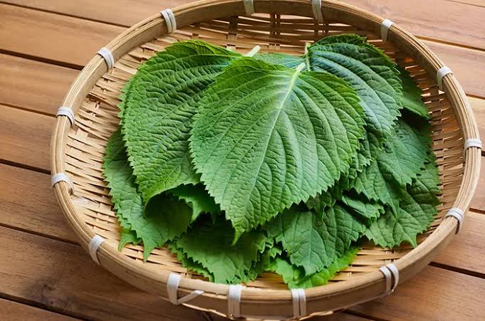 Manfaat Kesehatan Daun Perilla