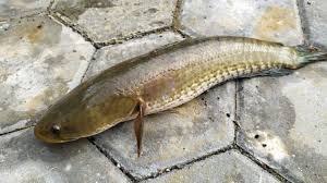 Ikan-Ikan Endemik Nusantara