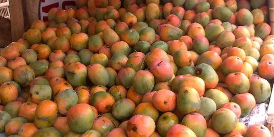 Inilah Mangga-Mangga Asli Indonesia
