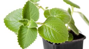 Tanaman-Tanaman Obat Khas Indonesia