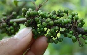 Rempah Nusantara Yang Menarik Perhatian Dunia