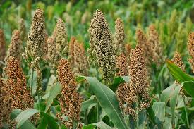 DKPP Kota Bandung Kembangkan Potensi Sorgum