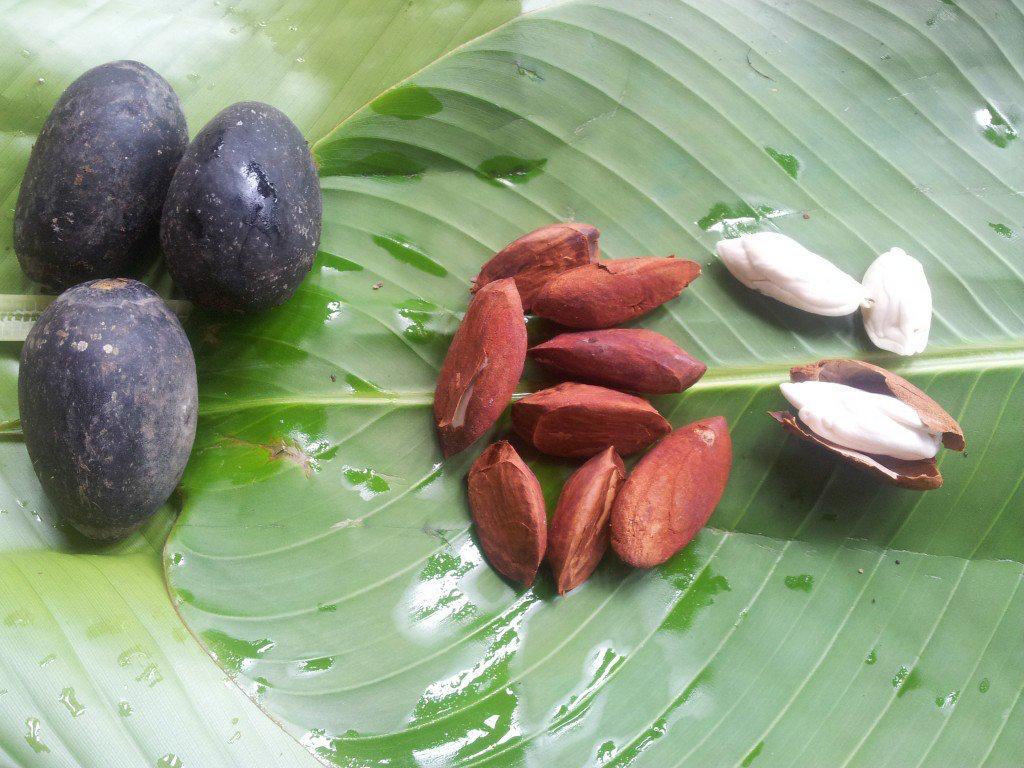 Inilah Jenis-Jenis Kacang Yang Dapat Anda Makan Di Indonesia