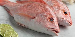 Berbagai Ikan-Ikan Khas Indonesia