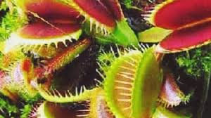 Tanaman-Tanaman Unik Nusantara