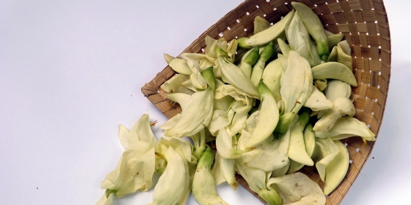 Kembang Turi, Tanaman Hias Indah Penuh Manfaat Kesehatan