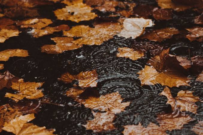 Petrikor, Aroma Segar Hujan