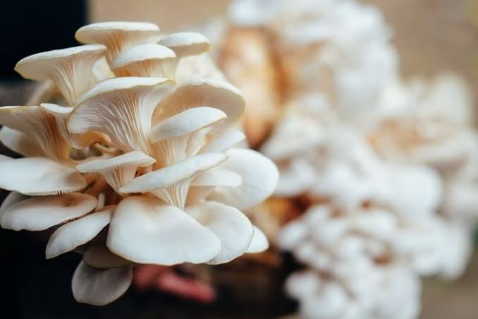 Jamut Tiram, Lezat, Penuh Manfaat Kesehatan