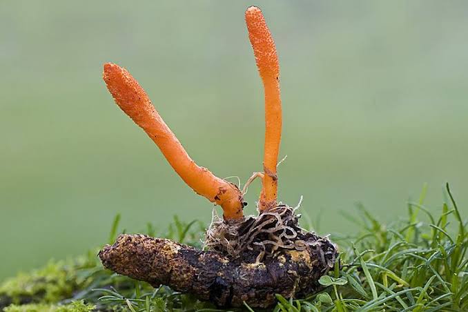 Manfaat Cordyceps Bagi Kesehatan Anda