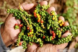 Inilah Berbagai Bumbu Masakan Indonesia Yang Lezat Dan 