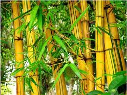 Berbagai Jenis Pohon Bambu Yang Tumbuh Di Indonesia