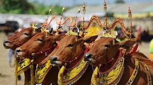 Sapi Dirias Seperti Boneka? Ini Dia Penjelasannya