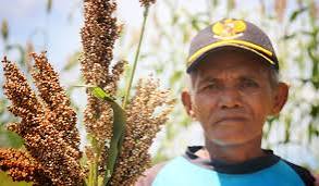 Mahasiswa & Mahasiswi IPB Kembangkan Sorgum Di Lombok Barat