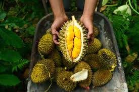 Panduan Anti Salah Beli Durian