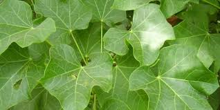 Manfaat Daun Jarak Yang Tidak Banyak Diketahui