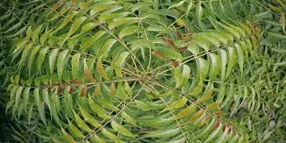 Tanaman-Tanaman Unik Dan Bermanfaat Dari Indonesia