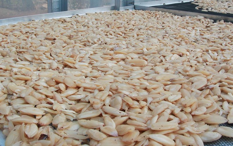 3 Hal Yang Perlu Diketahui Tentang Kacang Kenari