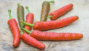 Cabe Puyang, Tanaman Rempah Penuh Sejarah Panjang