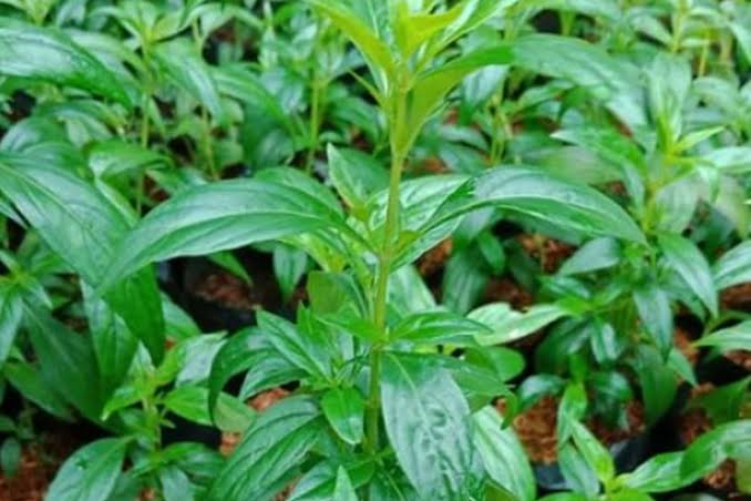 Daun Sambiloto, Daun Pahit Dengan Manfaat Yang Manis