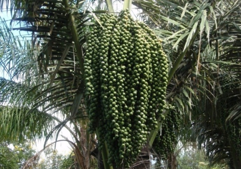 Inilah Manfaat Pohon Enau Untuk Kuliner Indonesia